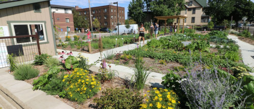 Visitors stroll through the community garden at The Rose.