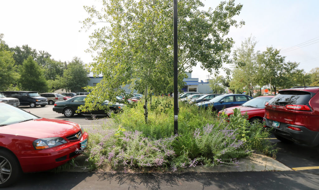 A rain garden in the parking lot at 7-SIGMA, as seen in August 2016.