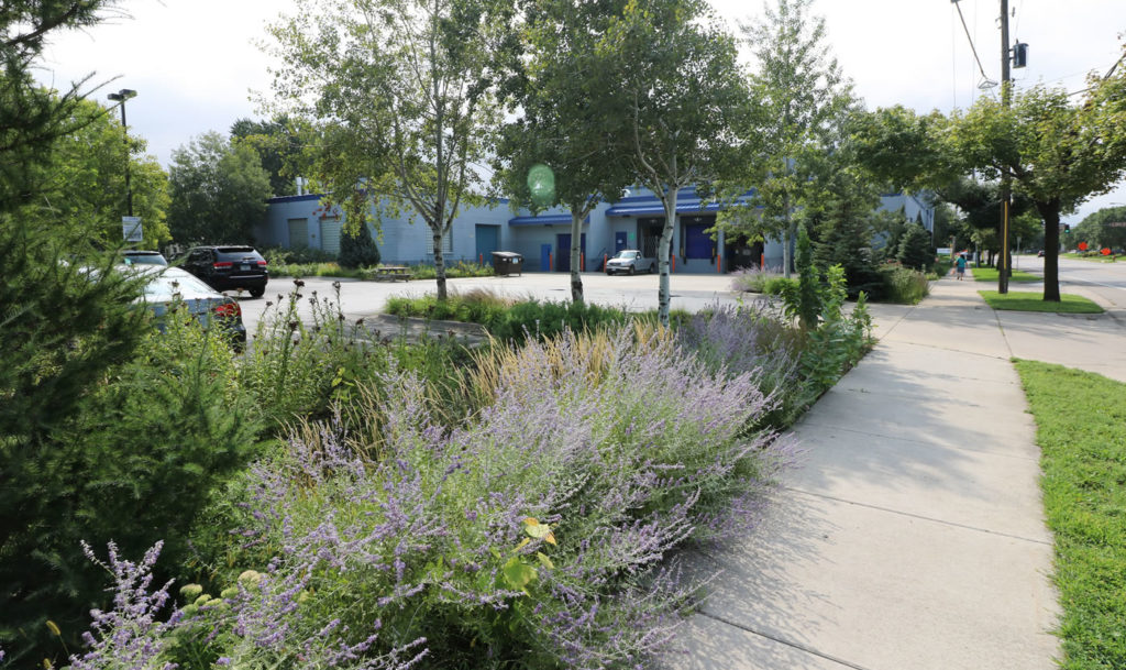 7-SIGMA's rain gardens, as seen in August 2016.