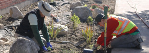 Volunteers helping plant a raingarden as part of a Stewardship Fund Mini Grant project in October 2015.