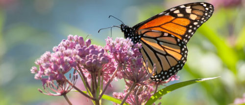 A Monarch butterfly on swamp milkweed