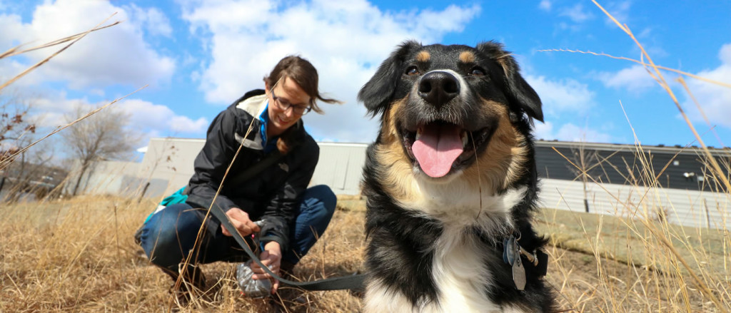 A dog waits patiently as her owner picks up her waste.