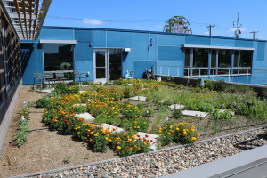 Another view of the green roof.