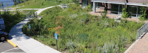 The main raingarden at the MWMO Stormwater Park and Learning Center.