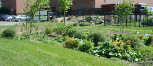A view of the raingarden at Grace Center.