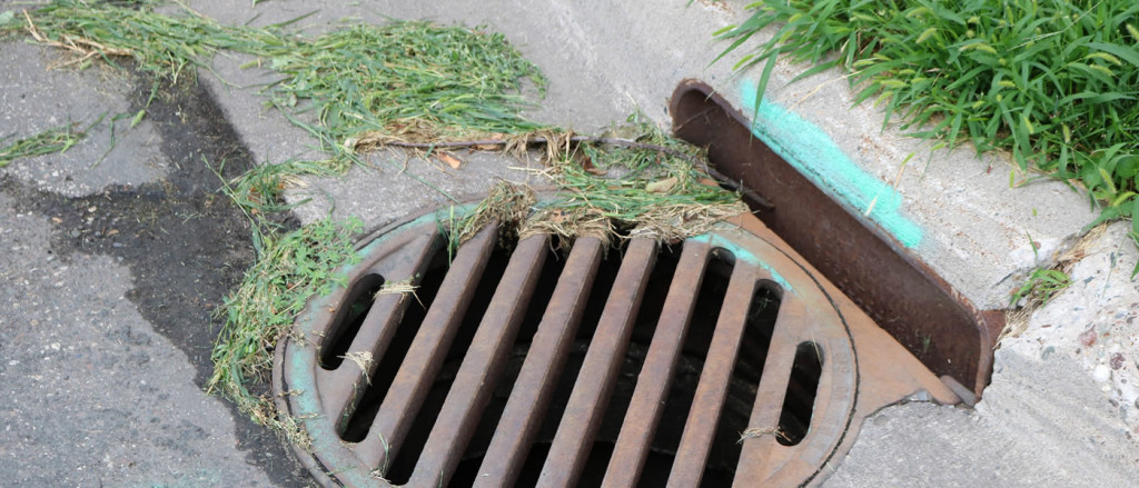 Grass clippings near a stormdrain.