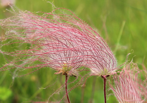 Prairie smoke in bloom.