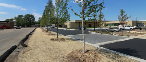 Trees planted on a biofiltration basin at the Columbia Heights Library.