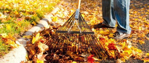 Raking leaves out of the street.