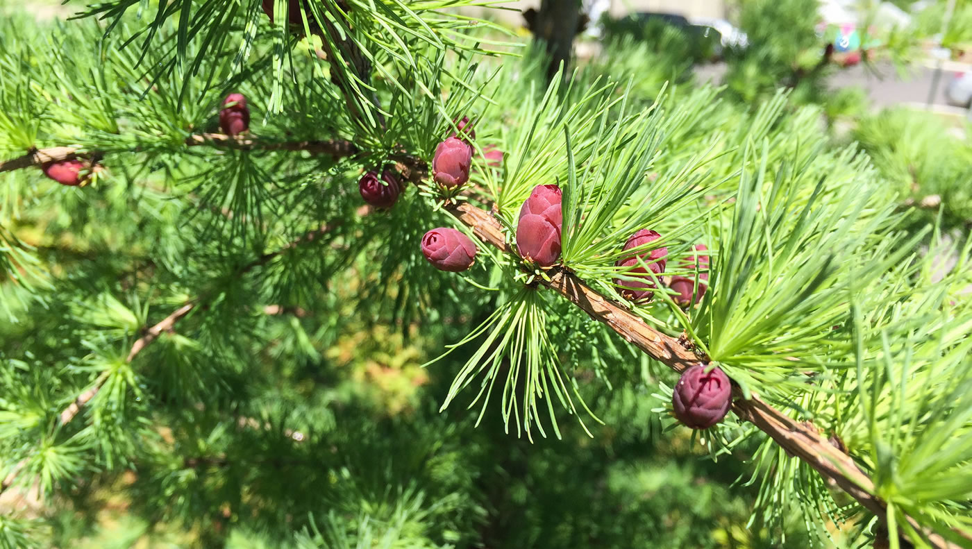 Young cones on one of our Tamarack trees.