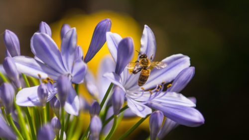 A bee collecting pollen from a flower.