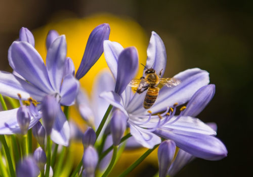 A bee collecting pollen from a flower.