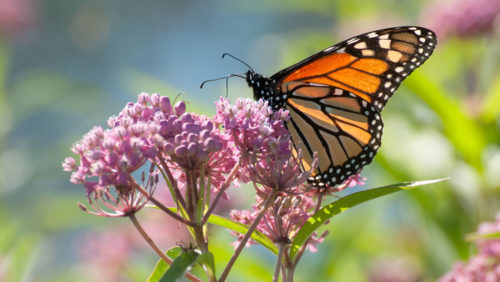 A Monarch butterfly on swamp milkweed