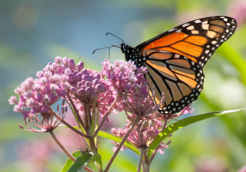 A Monarch butterfly on swamp milkweed