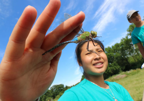 A Mississippi River Green Team member holds a dragonfly.
