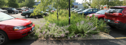 A raingarden in the parking lot at 7-SIGMA.
