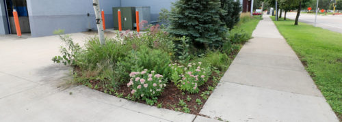A raingarden in the parking lot at 7-SIGMA.