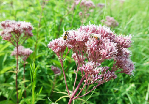 Joe Pye Weed (Eutrochium maculatum)