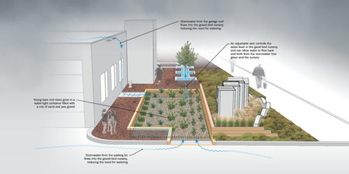 An illustration of the MWMO's gravel-bed tree nursery and its water sources.