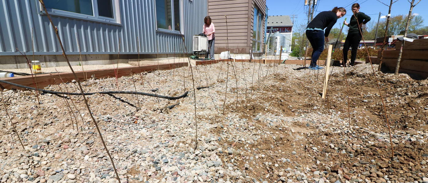 The MWMO's gravel-bed nursery, shortly after planting on May 2, 2016.