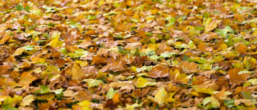 A blanket of dead leaves covering a lawn.