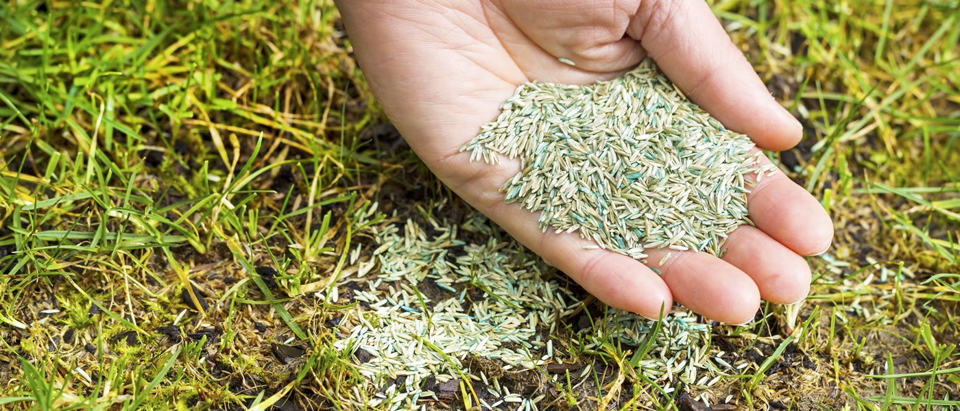 A hand distributing grass seed on the ground.l