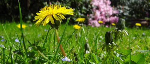 Dandelions protruding from a lawn.