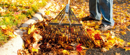 Raking leaves out of a gutter.