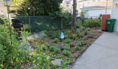 A newly installed residential raingarden in August 2016.