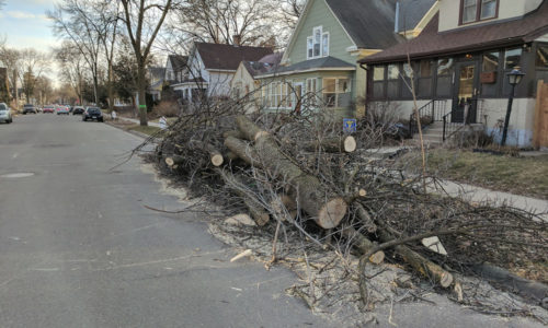 Cut-down ash tree in Minneapolis.