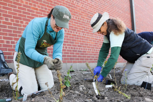 Volunteers helping plant a raingarden.