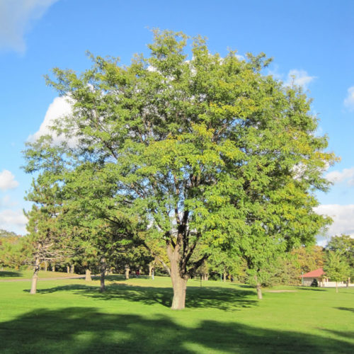 A large tree in a park.