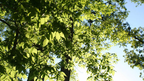 Tree canopy as viewed from below on a sunny day.