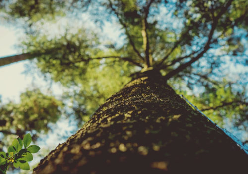 Looking up at a tree.