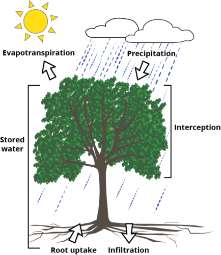 An illustration showing how trees manage stormwater.