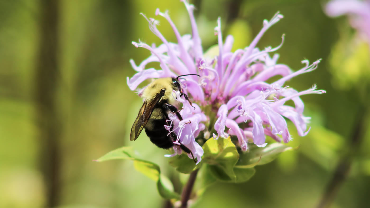 Bumblebee on wild bergamot