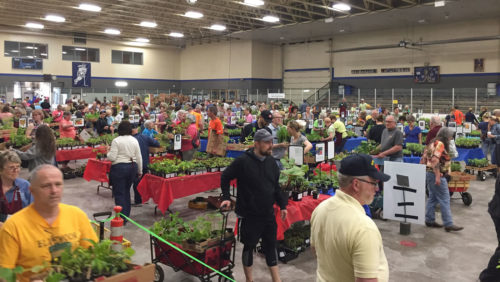 Buyers at a plant sale.