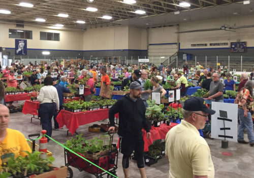 Buyers at a plant sale.