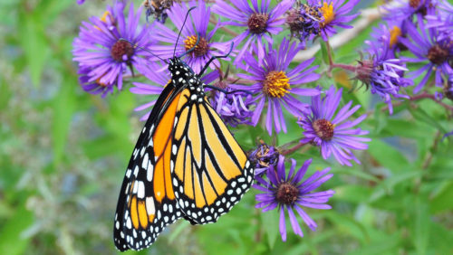 Monarch butterfly on aster flower.