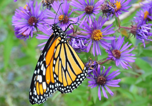 Monarch butterfly on aster flower.