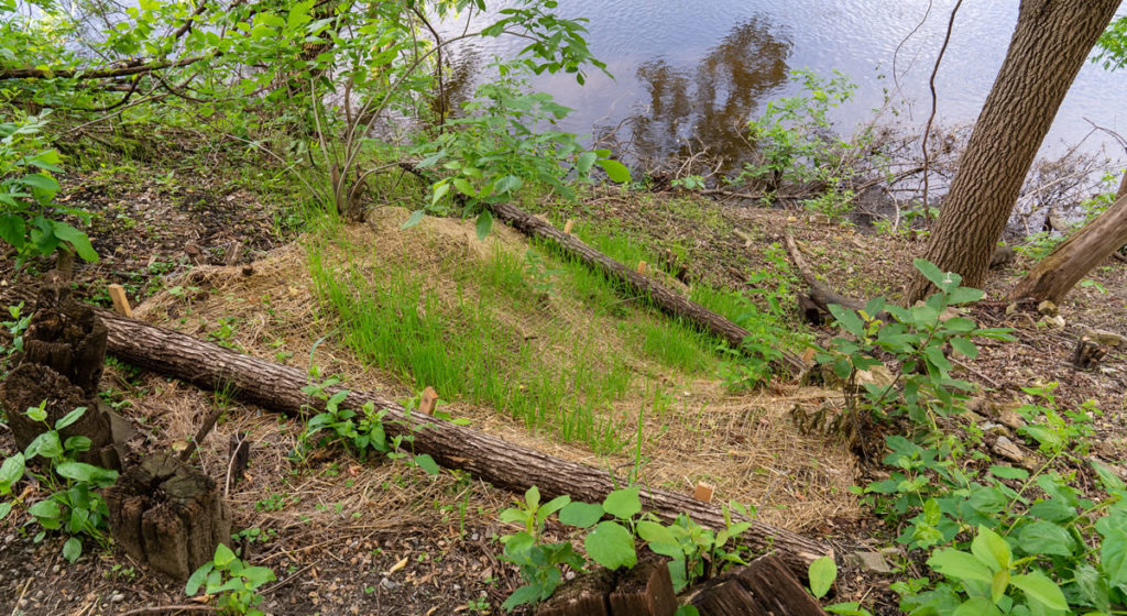Erosion bars along the shoreline of Nicollet Island.