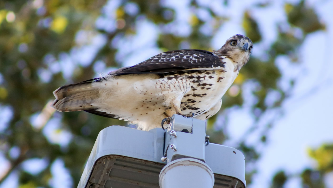 A broad-winged hawk perched on a lamp post above the MWMO parking lot.