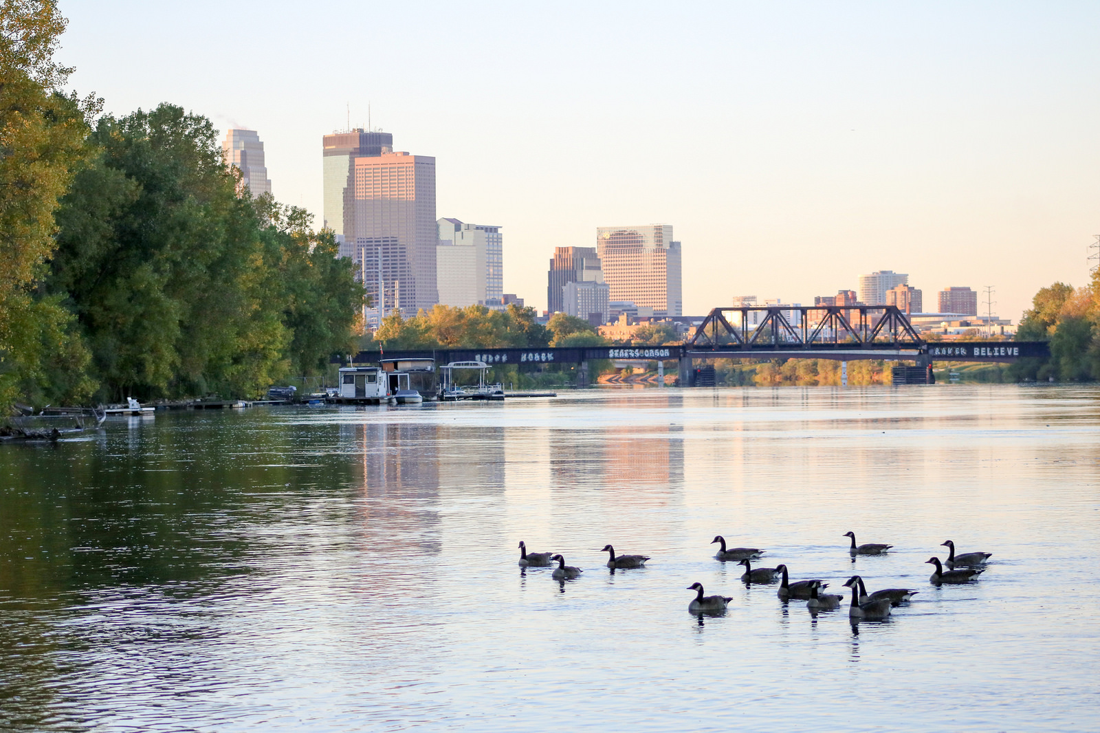 A flock of Canada geese in on the Mississippi River in Minneapolis.