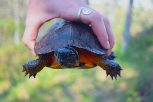 A wood turtle. (Credit: U.S. Fish and Wildlife Service.)