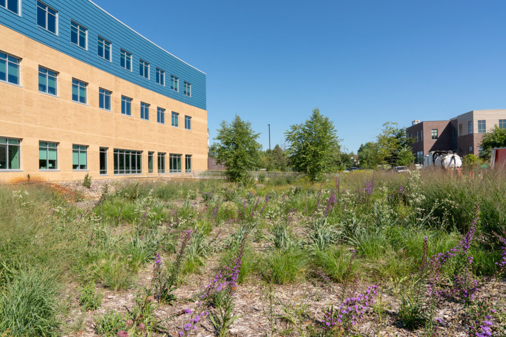 Inside the rain garden at Washburn Center for Children