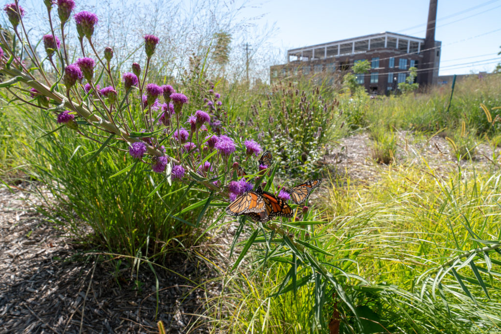 Monarch butterflies enjoying the rain garden at Washburn Center for Children.