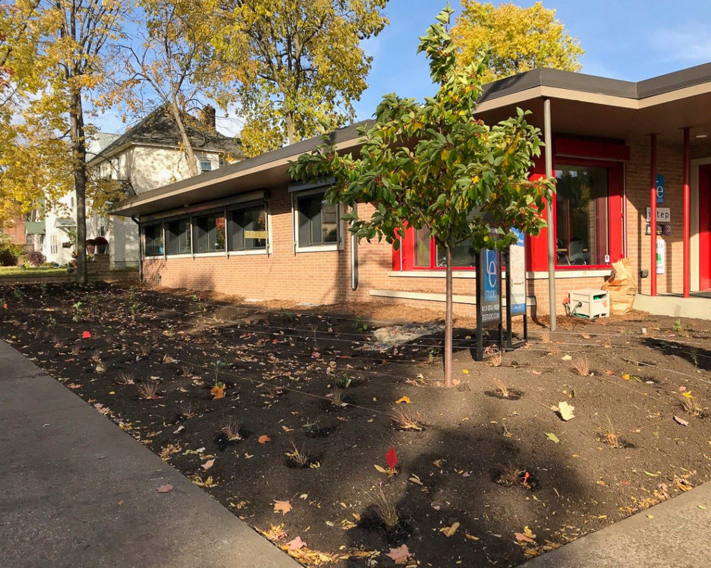 A newly planted rain garden at TE Studio in October 2017. (Courtesy Metro Blooms)