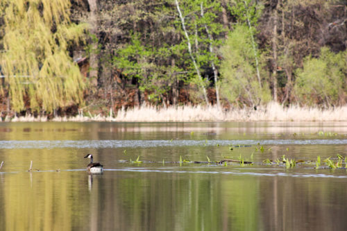 Highland Lake in Columbia Heights, Minn.