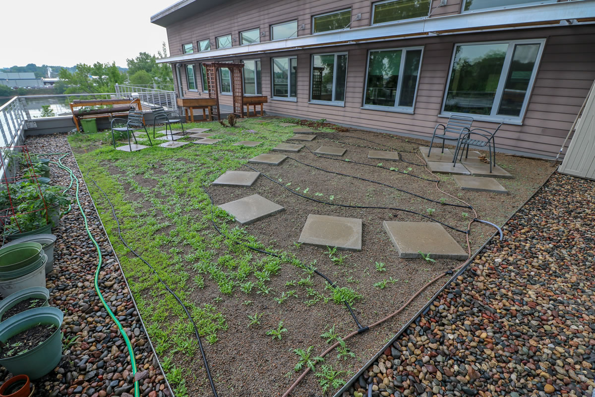 The MWMO's green roof on May 30, 2018.