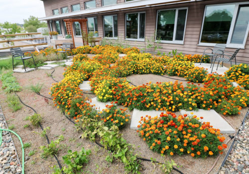 The MWMO's green roof in September 2016.